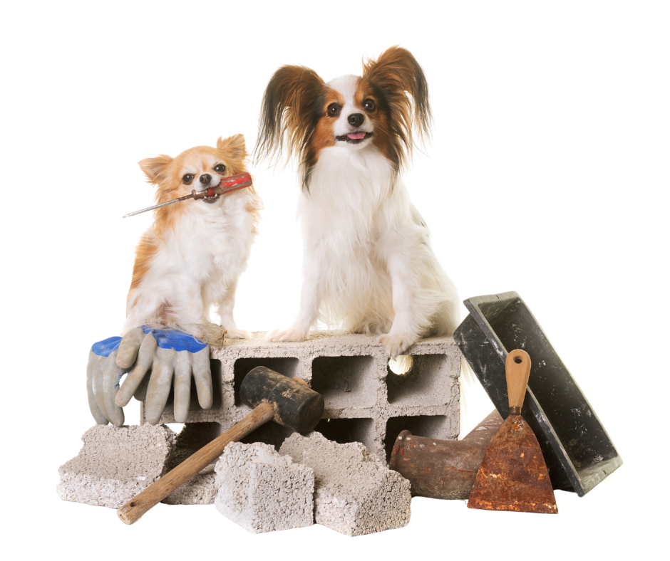 two dogs sitting on cinder blocks surrounded by construction tools